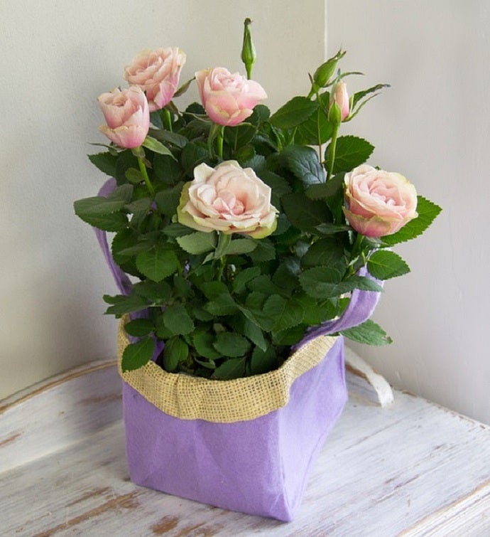 Pink Rose Gift Bag Bouquet